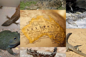 Тваринний та квітковий світ австралії Тваринний та квітковий світ австралії